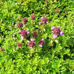 Mateřídouška úzkolistá 'Minor' ('Minus') - Thymus serpyllum 'Minor' ('Minus')