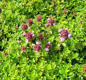 Mateřídouška úzkolistá 'Minor' ('Minus') - Thymus serpyllum 'Minor' ('Minus')