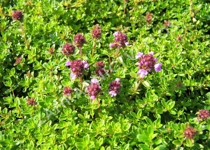 Mateřídouška 'Minor' ('Minus') - Thymus serpyllum 'Minor' ('Minus')