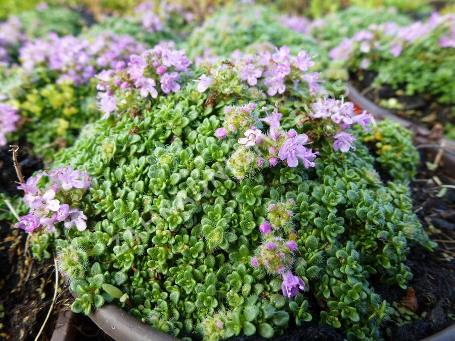 Mateřídouška úzkolistá 'Minimus' - Thymus serpyllum 'Minimus'