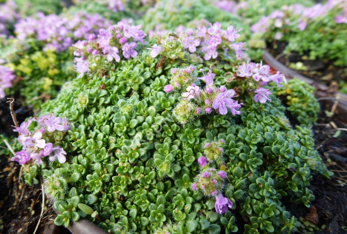 Mateřídouška úzkolistá 'Minimus' - Thymus serpyllum 'Minimus'