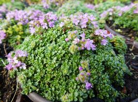 Mateřídouška úzkolistá 'Minimus' - Thymus serpyllum 'Minimus'