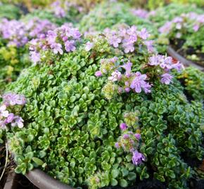 Mateřídouška úzkolistá 'Minimus' - Thymus serpyllum 'Minimus'