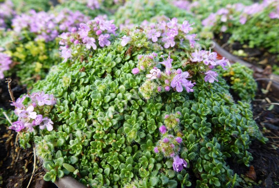 Mateřídouška úzkolistá 'Minimus' - Thymus serpyllum 'Minimus'