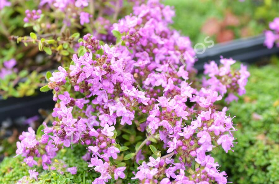 Mateřídouška úzkolistá 'Minimus' - Thymus serpyllum 'Minimus'