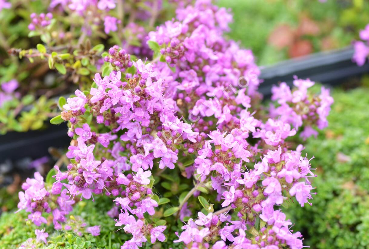 Mateřídouška úzkolistá 'Minimus' - Thymus serpyllum 'Minimus'