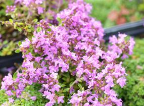 Mateřídouška úzkolistá 'Minimus' - Thymus serpyllum 'Minimus'