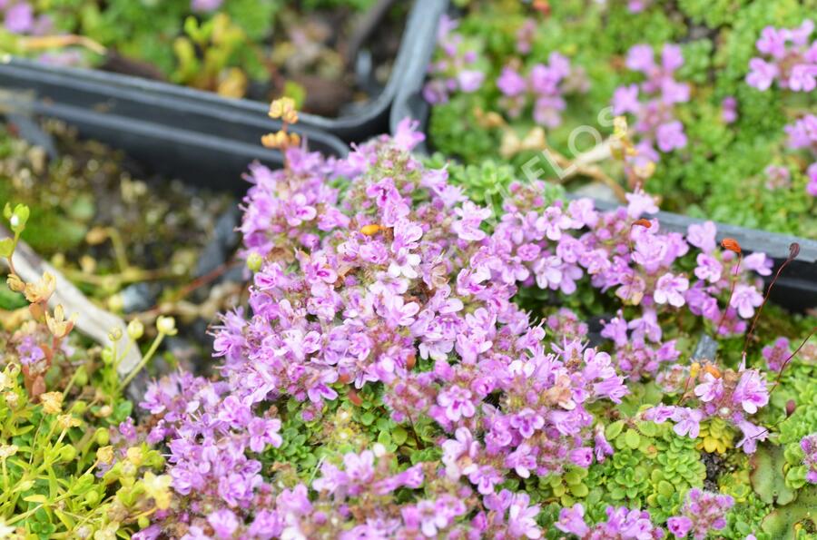Mateřídouška úzkolistá 'Minimus' - Thymus serpyllum 'Minimus'