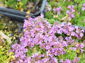 Mateřídouška úzkolistá 'Minimus' - Thymus serpyllum 'Minimus'