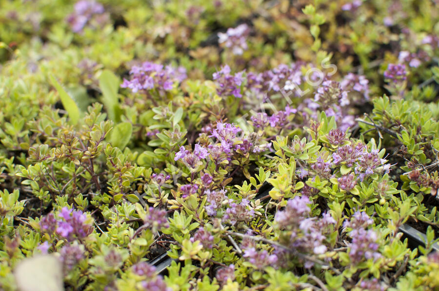 Mateřídouška úzkolistá 'Magic Carpet' - Thymus serpyllum 'Magic Carpet'