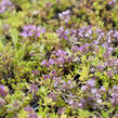 Mateřídouška úzkolistá 'Magic Carpet' - Thymus serpyllum 'Magic Carpet'