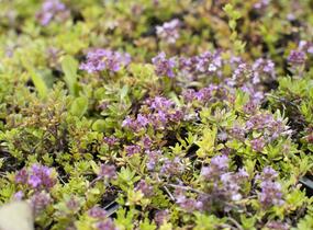 Mateřídouška úzkolistá 'Magic Carpet' - Thymus serpyllum 'Magic Carpet'