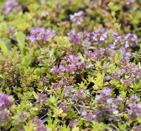 Mateřídouška úzkolistá 'Magic Carpet' - Thymus serpyllum 'Magic Carpet'