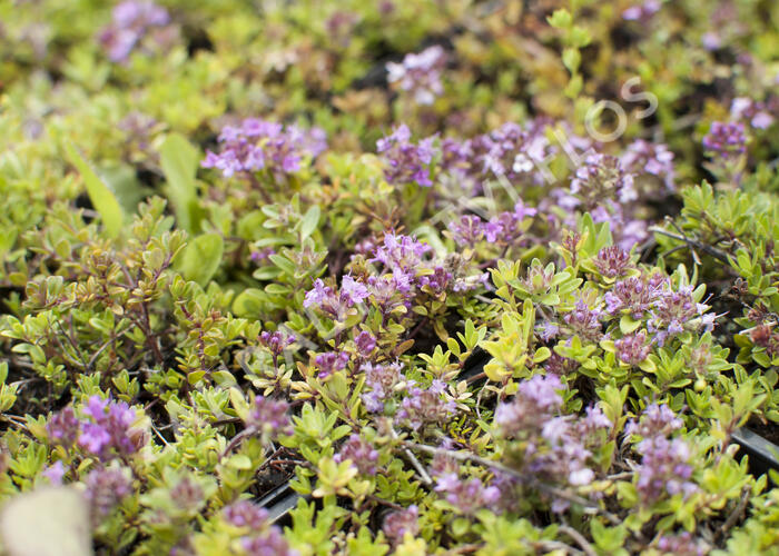 Mateřídouška 'Magic Carpet' - Thymus serpyllum 'Magic Carpet'