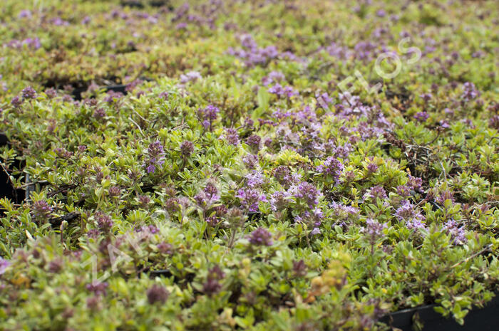 Mateřídouška úzkolistá 'Magic Carpet' - Thymus serpyllum 'Magic Carpet'