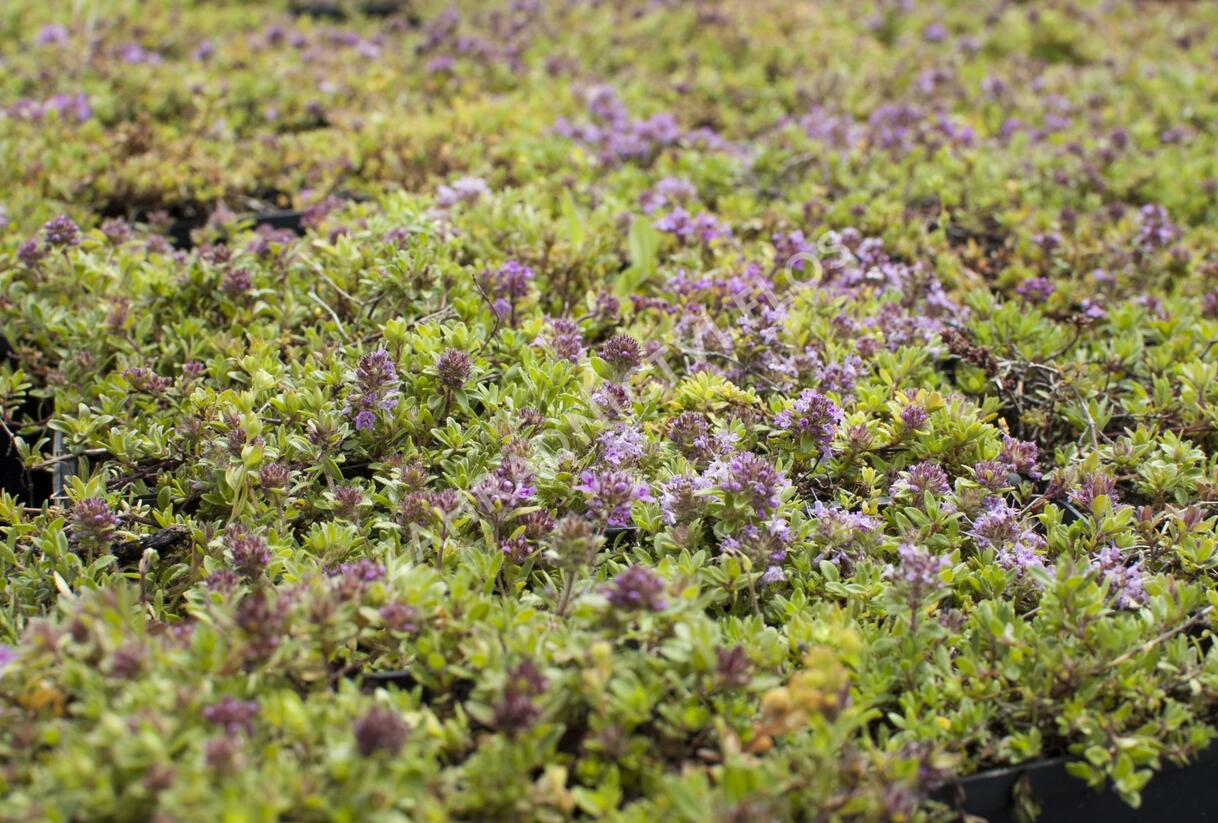 Mateřídouška úzkolistá 'Magic Carpet' - Thymus serpyllum 'Magic Carpet'