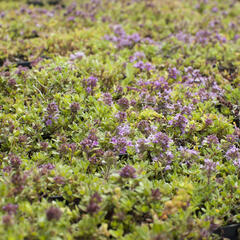 Mateřídouška úzkolistá 'Magic Carpet' - Thymus serpyllum 'Magic Carpet'