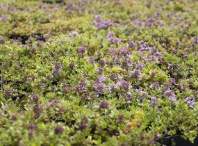 Mateřídouška úzkolistá 'Magic Carpet' - Thymus serpyllum 'Magic Carpet'