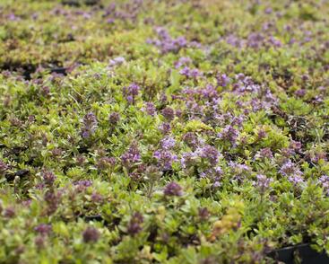 Mateřídouška úzkolistá 'Magic Carpet'