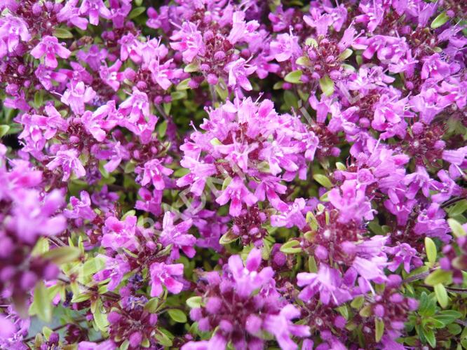 Mateřídouška úzkolistá 'Coccineum' - Thymus serpyllum 'Coccineum'