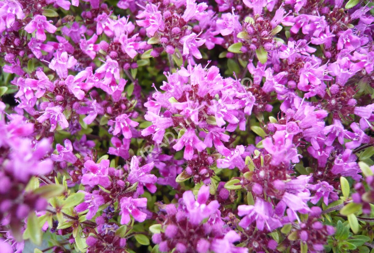 Mateřídouška úzkolistá 'Coccineum' - Thymus serpyllum 'Coccineum'