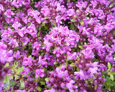 Mateřídouška úzkolistá 'Coccineum'