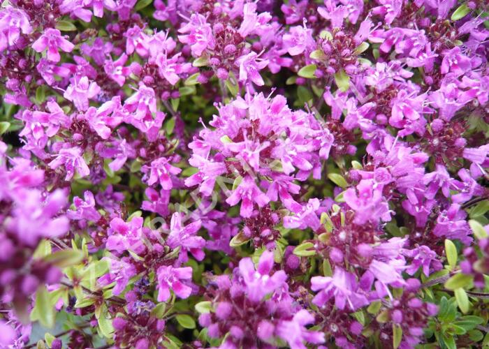 Mateřídouška 'Coccineum' - Thymus serpyllum 'Coccineum'