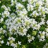 matedouka zkolist Amade - Thymus serpyllum Amade