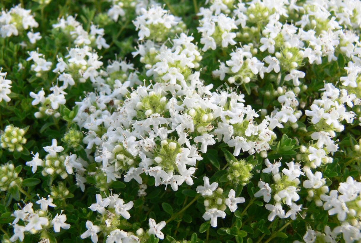 Mateřídouška úzkolistá 'Amade' - Thymus serpyllum 'Amade'