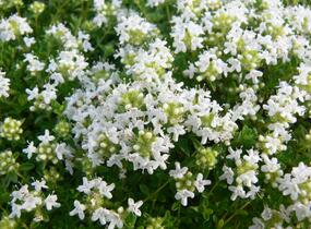 Mateřídouška úzkolistá 'Amade' - Thymus serpyllum 'Amade'