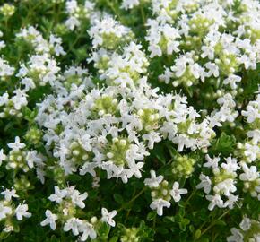 Mateřídouška úzkolistá 'Amade' - Thymus serpyllum 'Amade'