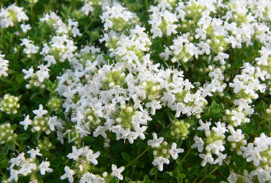 Mateřídouška úzkolistá 'Amade' - Thymus serpyllum 'Amade'