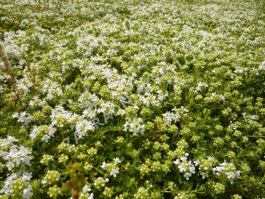 Mateřídouška úzkolistá 'Amade' - Thymus serpyllum 'Amade'