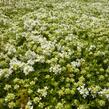 Mateřídouška úzkolistá 'Amade' - Thymus serpyllum 'Amade'