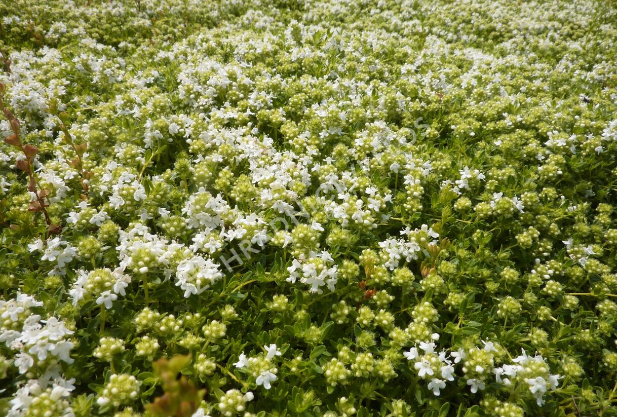 Mateřídouška úzkolistá 'Amade' - Thymus serpyllum 'Amade'