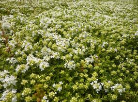 Mateřídouška úzkolistá 'Amade' - Thymus serpyllum 'Amade'