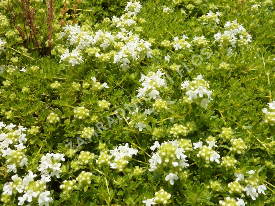 Mateřídouška úzkolistá 'Amade' - Thymus serpyllum 'Amade'