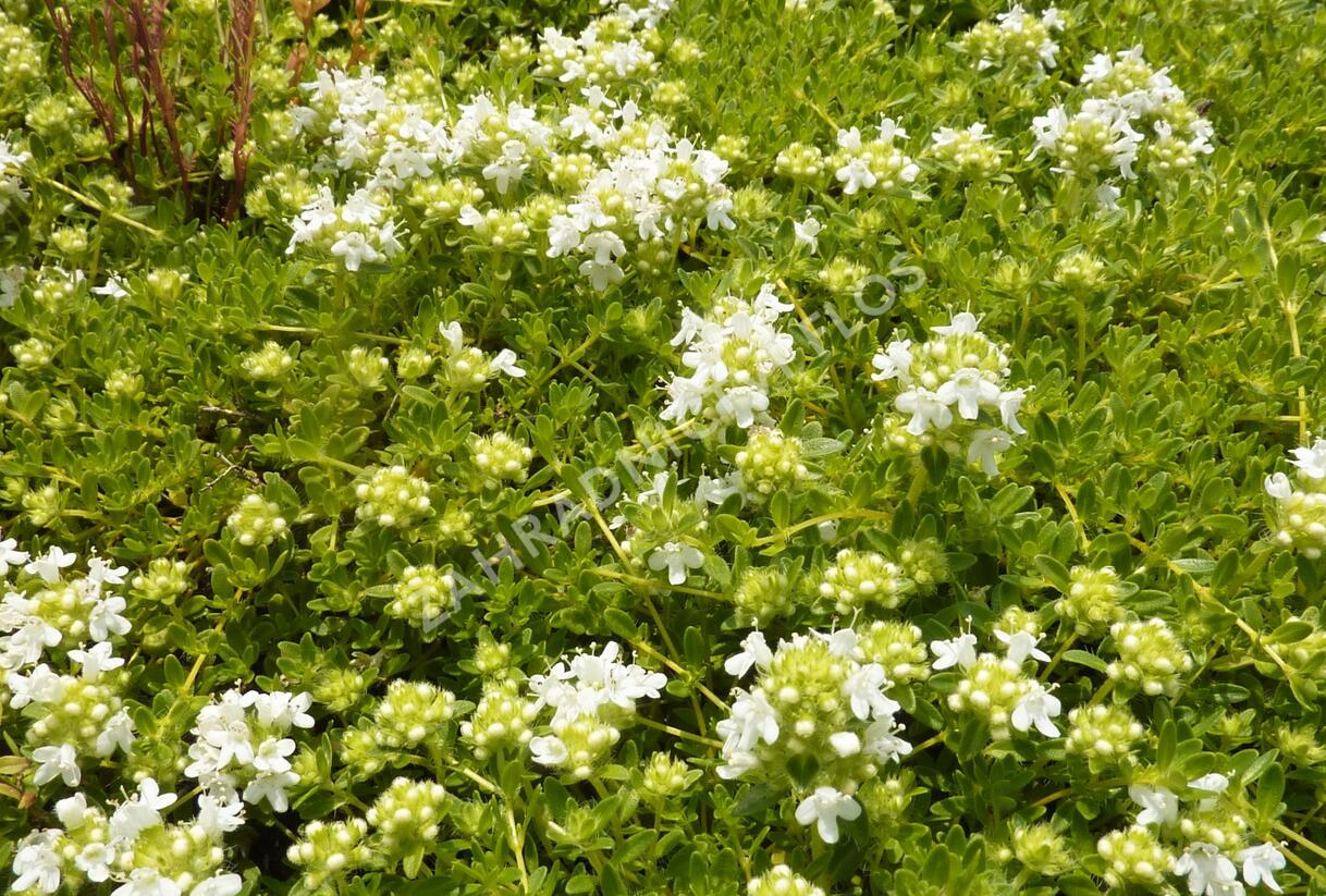 Mateřídouška úzkolistá 'Amade' - Thymus serpyllum 'Amade'