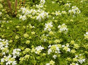 Mateřídouška úzkolistá 'Amade' - Thymus serpyllum 'Amade'