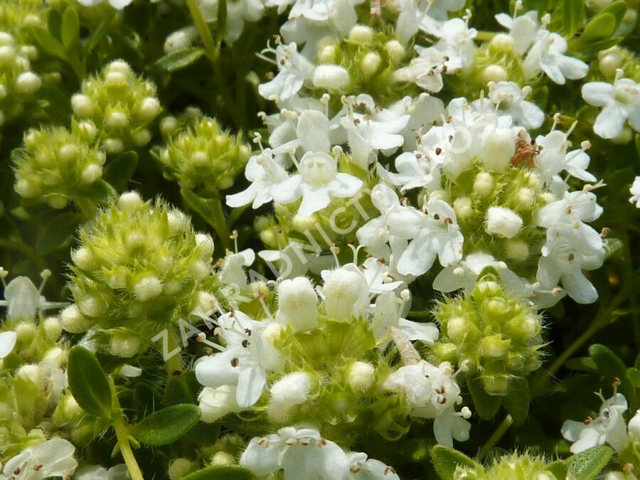 Mateřídouška úzkolistá 'Amade' - Thymus serpyllum 'Amade'