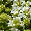 Mateřídouška úzkolistá 'Amade' - Thymus serpyllum 'Amade'