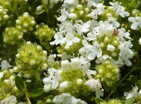 Mateřídouška úzkolistá 'Amade' - Thymus serpyllum 'Amade'
