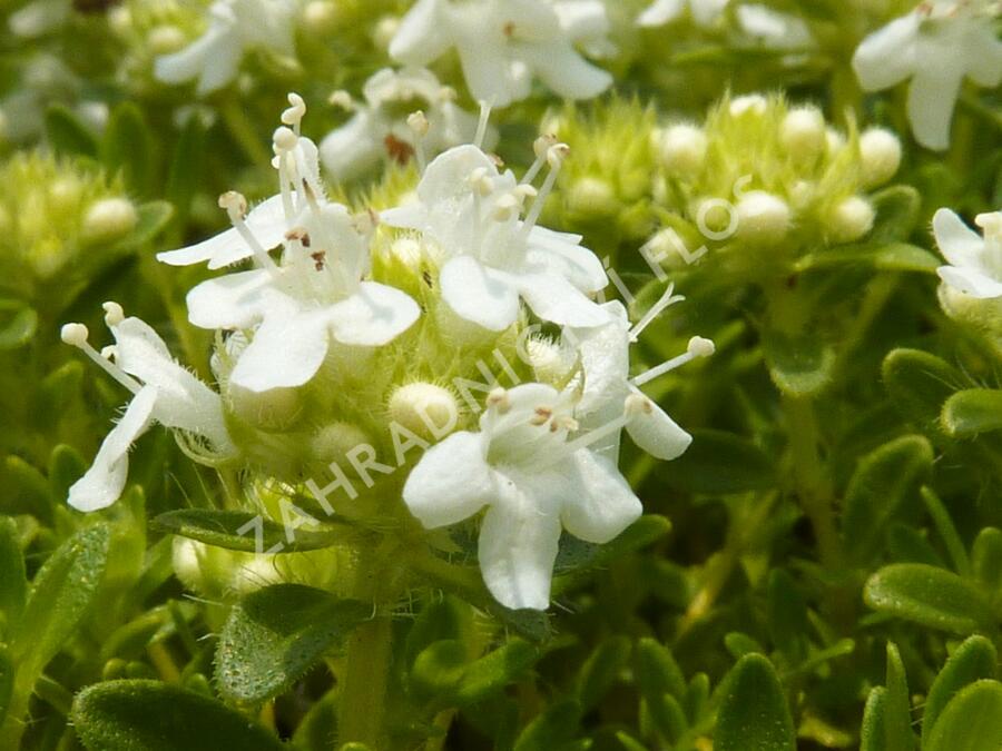 Mateřídouška úzkolistá 'Amade' - Thymus serpyllum 'Amade'