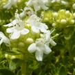 Mateřídouška úzkolistá 'Amade' - Thymus serpyllum 'Amade'