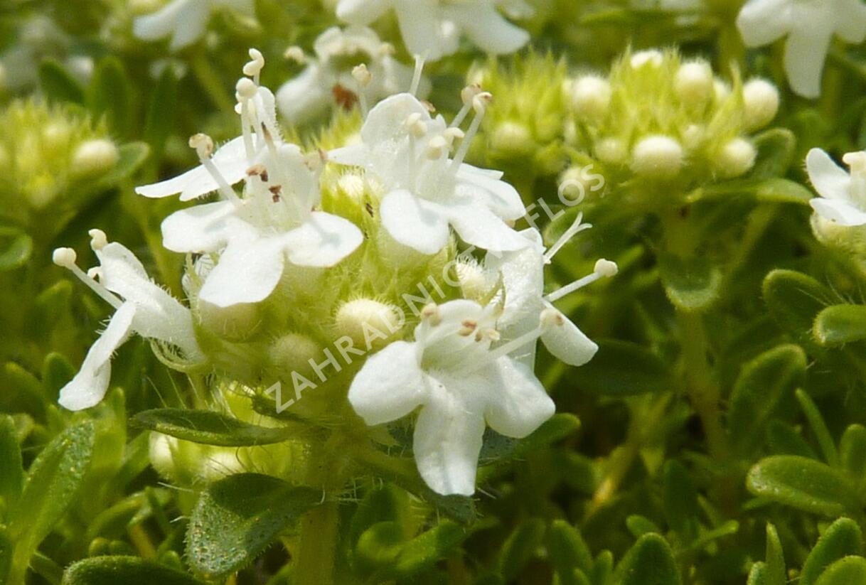 Mateřídouška úzkolistá 'Amade' - Thymus serpyllum 'Amade'