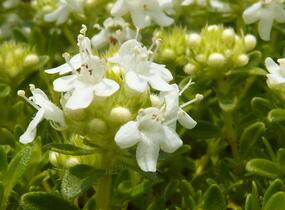 Mateřídouška úzkolistá 'Amade' - Thymus serpyllum 'Amade'