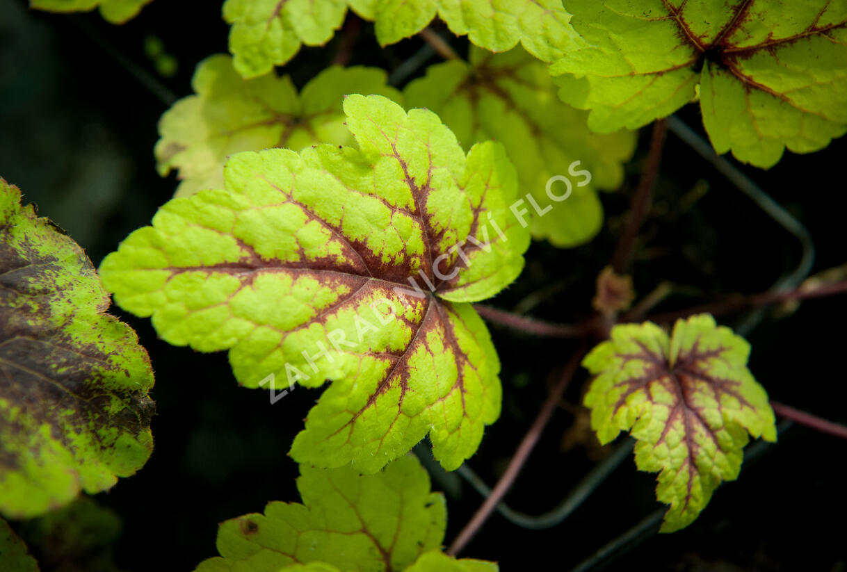 Dlužela tiarelovitá 'Stoplight' - Heucherella tiarelloides 'Stoplight'