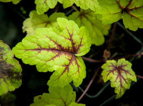 Dlužela tiarelovitá 'Stoplight' - Heucherella tiarelloides 'Stoplight'