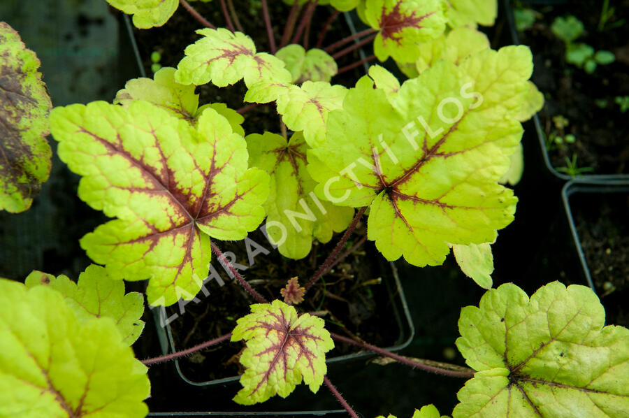 Dlužela tiarelovitá 'Stoplight' - Heucherella tiarelloides 'Stoplight'