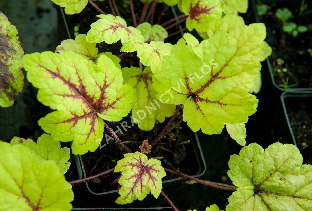 Dlužela tiarelovitá 'Stoplight' - Heucherella tiarelloides 'Stoplight'